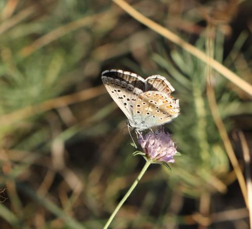 Réf. 242 263 : Polyommatus hispana
